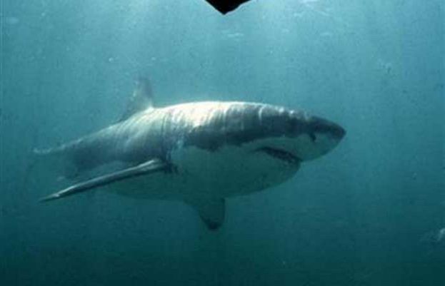 Australian man punches shark to save wife