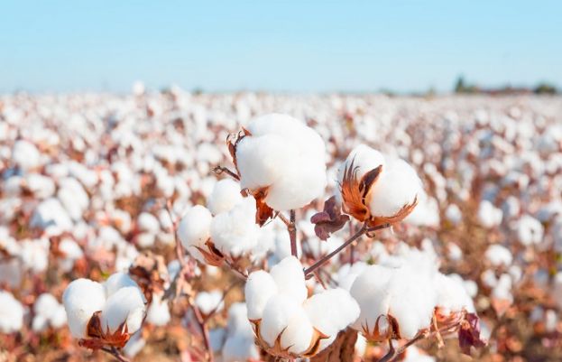 Cotton prices in Pakistan pushed to an 11-year high