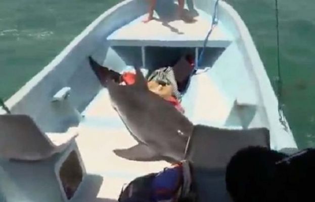 ڈولفن ہاتھ سے خوراک لینے کشتی پر آگئی