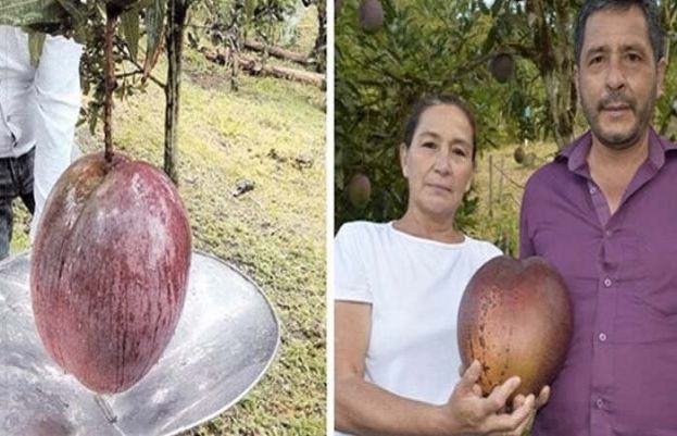 کولمبیا کے کسان نے دنیا کا سب سے وزنی آم پیدا کرکے گنیز بک آف ورلڈ ریکارڈ میں نام درج کرالیا
