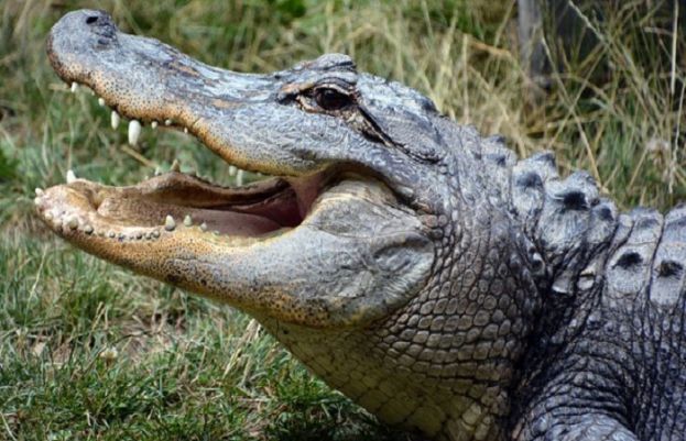 مگر مچھ نے 15 سالہ لڑکے کو نگل لیا