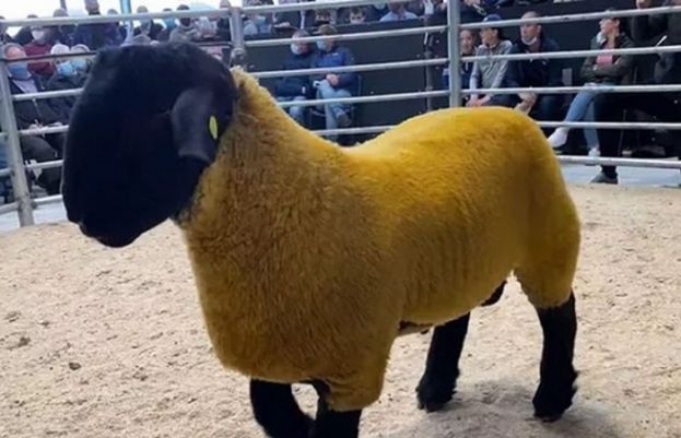 انتہائی مہنگا سات ماہ کا بھیڑ 85 لاکھ میں فروخت