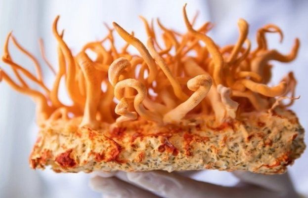 ہمالیہ میں پائی جانے والی پھپھوندی