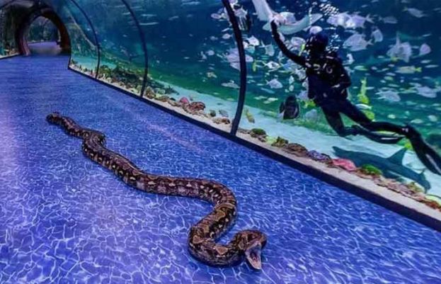 ابوظہبی کا سب سے بڑا ایکوریم