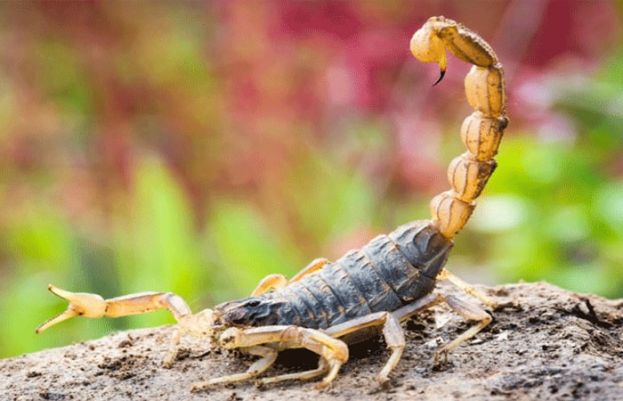 بچھوؤں کے کاٹنے سے 3 افراد ہلاک