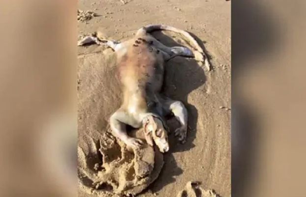 Strange creature washes up on shore