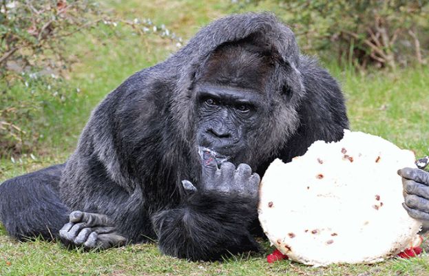  عمررسیدہ گوریلا