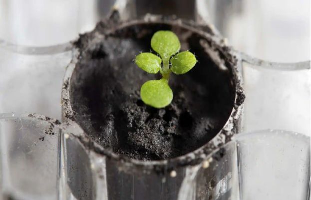 سائنسدانوں نے پہلی بار چاند کی مٹی میں پودے اگانے کا کامیاب تجربہ کیا ہے