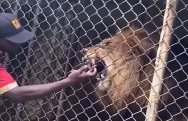 zookeeper in Jamaica lost his finger while playing with a lion