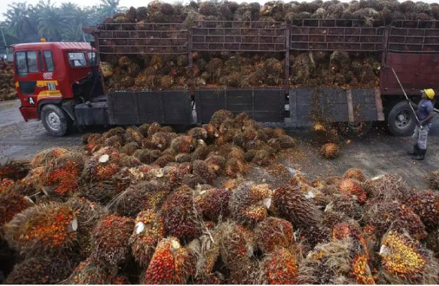 ینڈونیشیا میں پام آئل کا باغ