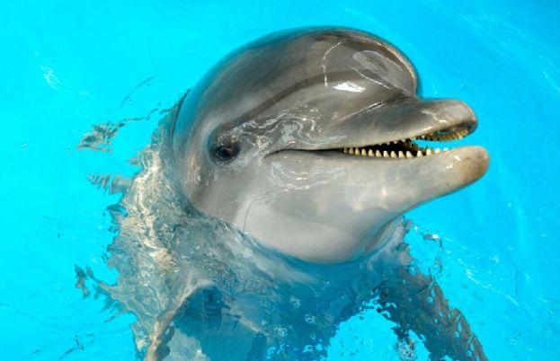 ڈولفن اپنا علاج کیسے کعرتی ہیں؟ 