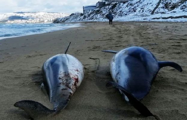 ڈولفنوں کی ہلاکت