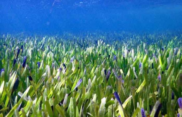 آسٹریلیا کے ساحل پر دنیا کا سب سے بڑا پودا دریافت