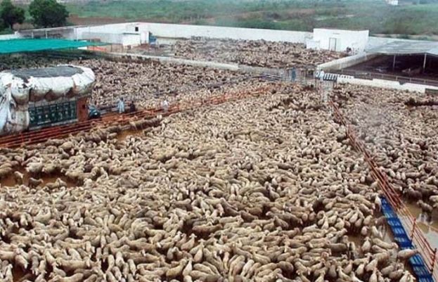 بحری جہاز ڈوبنے سے ہزاروں بھیڑیں ڈوب کر ہلاک ہو گئیں