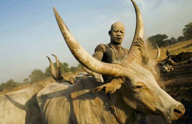 گائے گرفتار