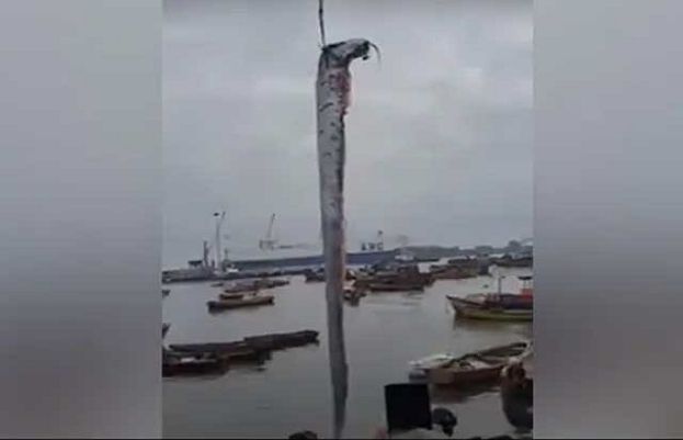 طویل القامت مچھلی