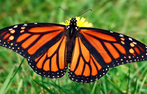 Monarch butterflies