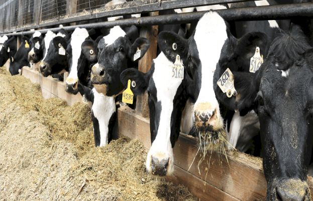 سیلاب سے متاثرہ علاقوں میں کسان اپنے مویشی انتہائی سستے داموں بیچنے پر مجبور