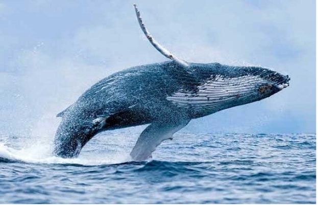  بحیرہ عرب میں سی ہیمپ بیک وہیل کا خوبصورت منظر