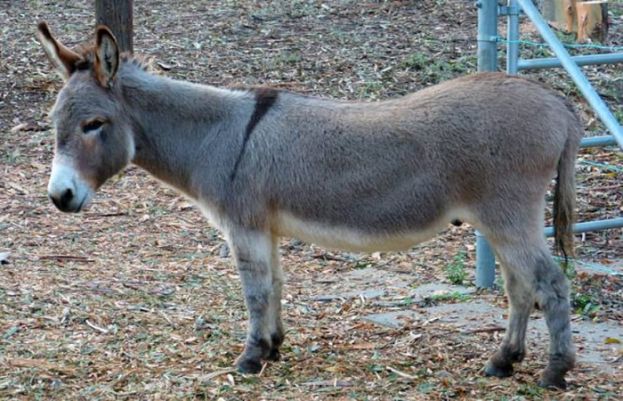 China interested in importing donkeys from Pakistan