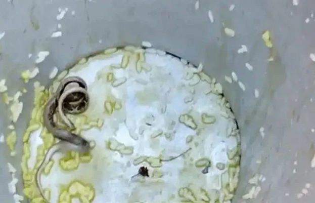 بھارت: اسکول کے کھانے سے سانپ برآمد