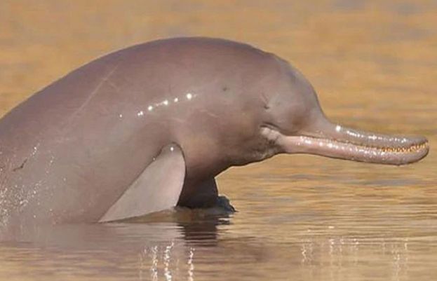 دریائے سندھ کی نایاب نابینا ڈولفن کو ہلاک کرنے پہ 5 سال قید کی سزا