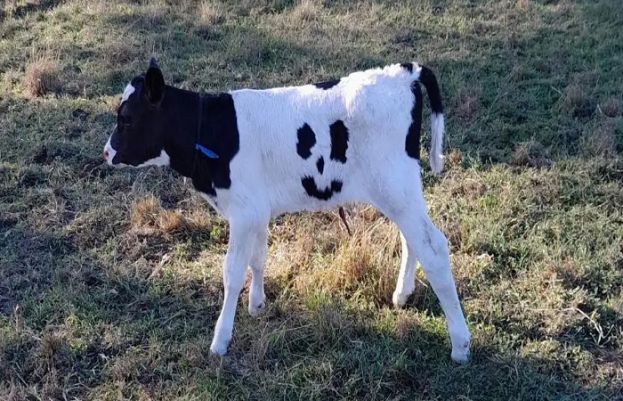 کھال پر ’اسمائلی ایموجی‘ لے کر پیدا ہونے والا بچھڑا توجہ کا مرکز