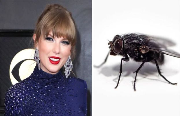 لائیو کانسرٹ کے دوران معروف گلوکارہ کے منہ میں مکھی چلی گئی