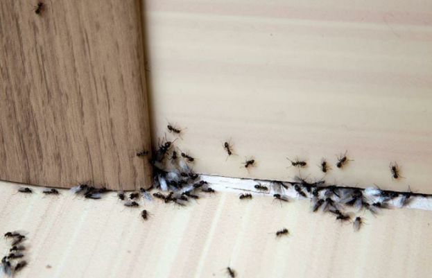 How to Get Rid of Ants