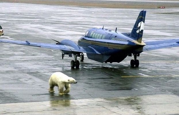 دبئی ایئرپورٹ پر طیارے سے ریچھ فرار